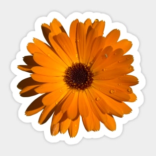 Orange power flower Sticker